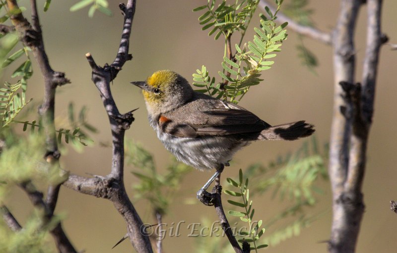 Verdin 2011_07_17_1721.jpg
